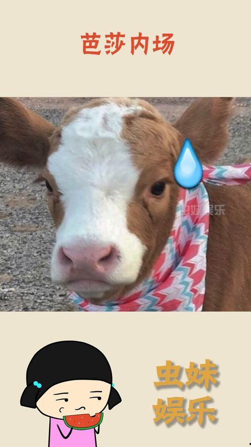 娱乐吃瓜酱素材图片,吃瓜酱视角下的明星幕后故事